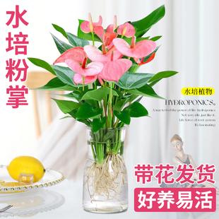 粉掌盆栽水培植物室内好养绿植水养花卉四季常青红掌鲜花一帆风顺