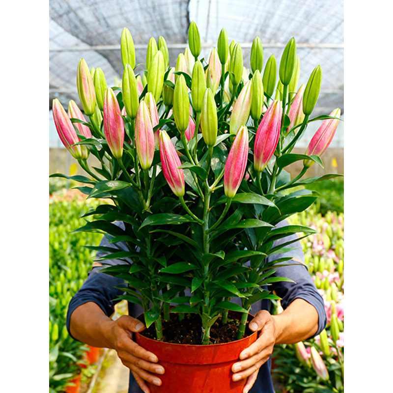 【浓香型】百合花盆栽带花苞室内花卉客厅香水百合鲜花植物阳台