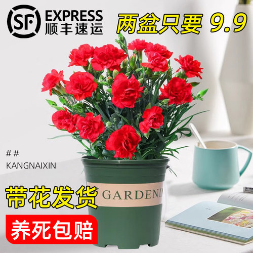 康乃馨鲜花盆栽带花苞9.9两盆