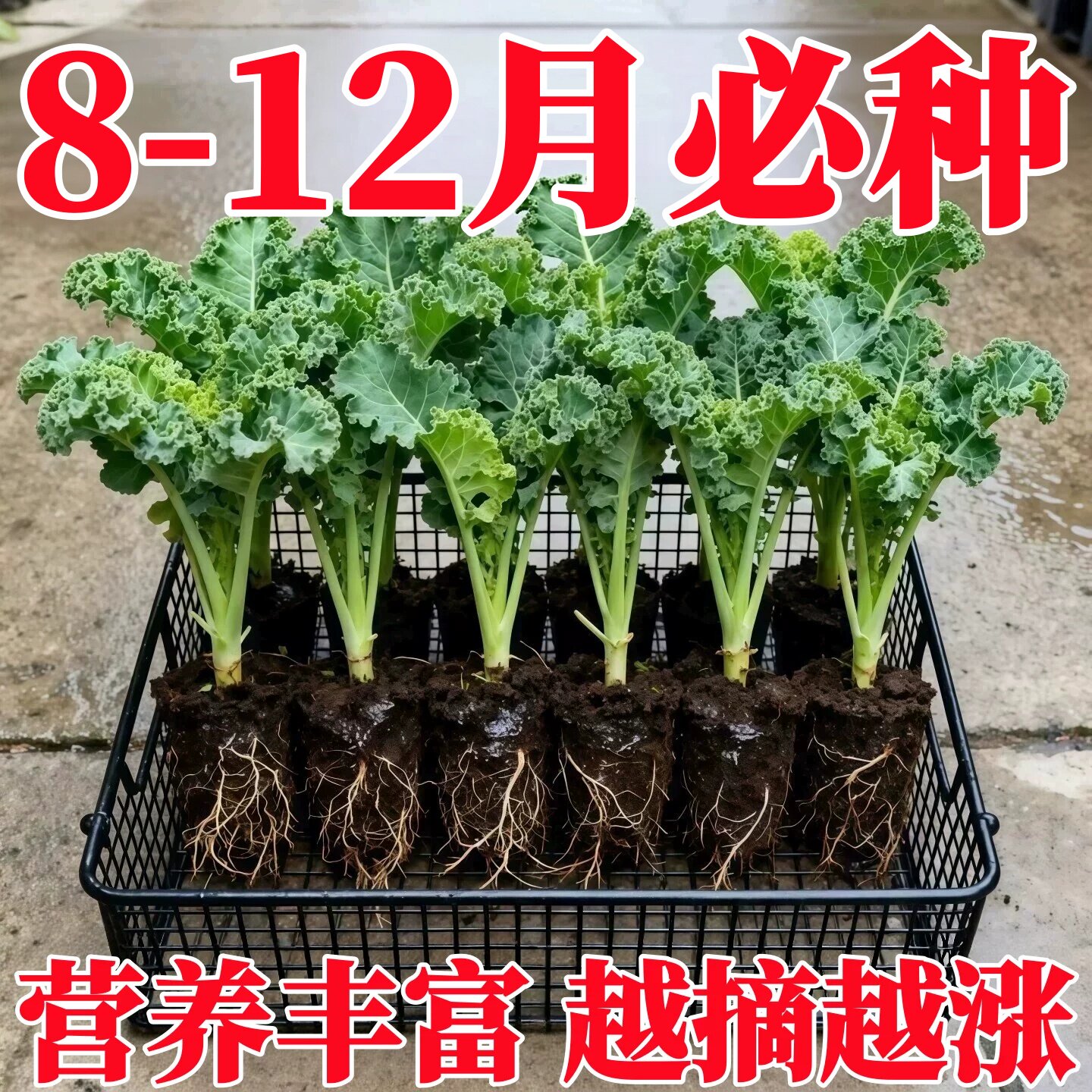 当季新鲜苗羽衣甘蓝苗图片