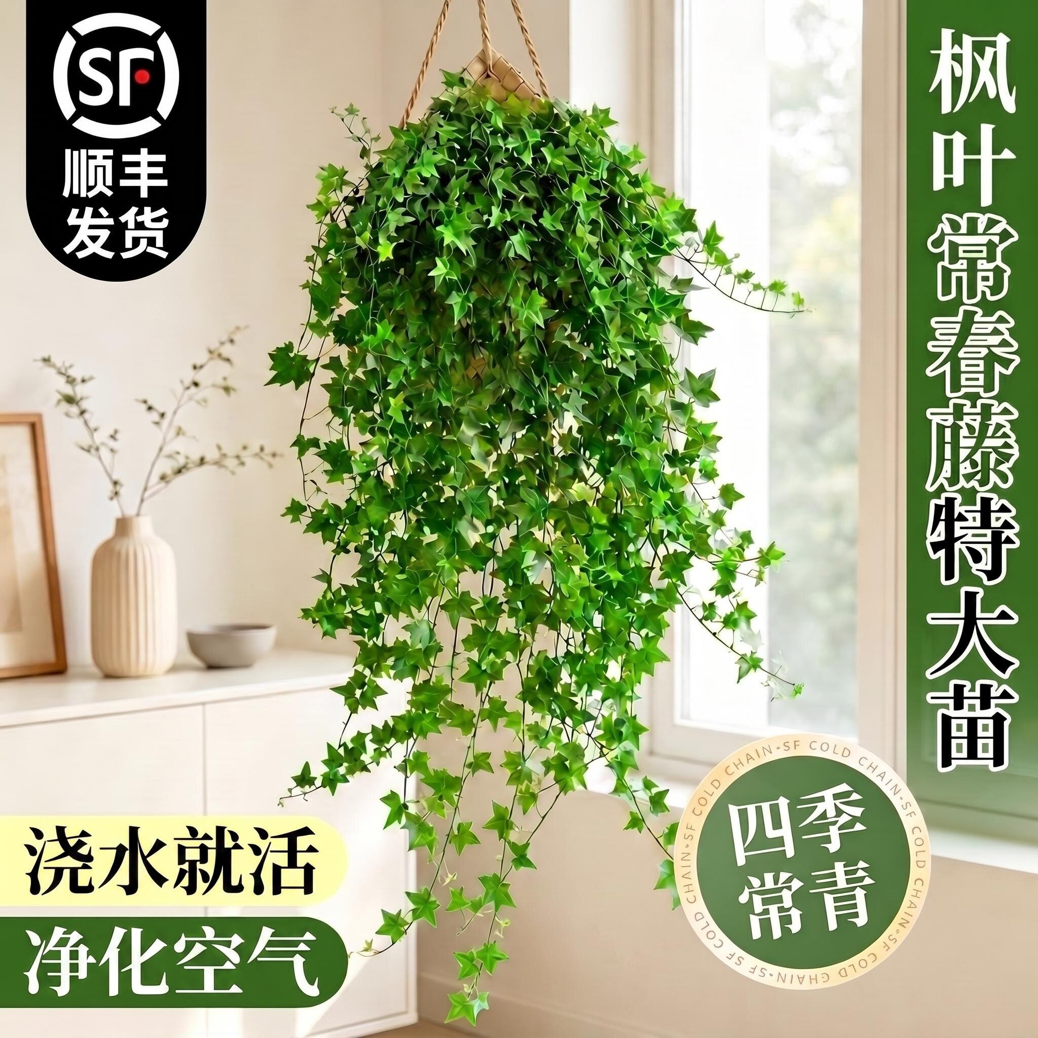 室内阳台垂吊常春藤绿植除甲醛图片