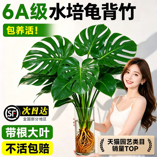 全网热销！水培龟背竹植物