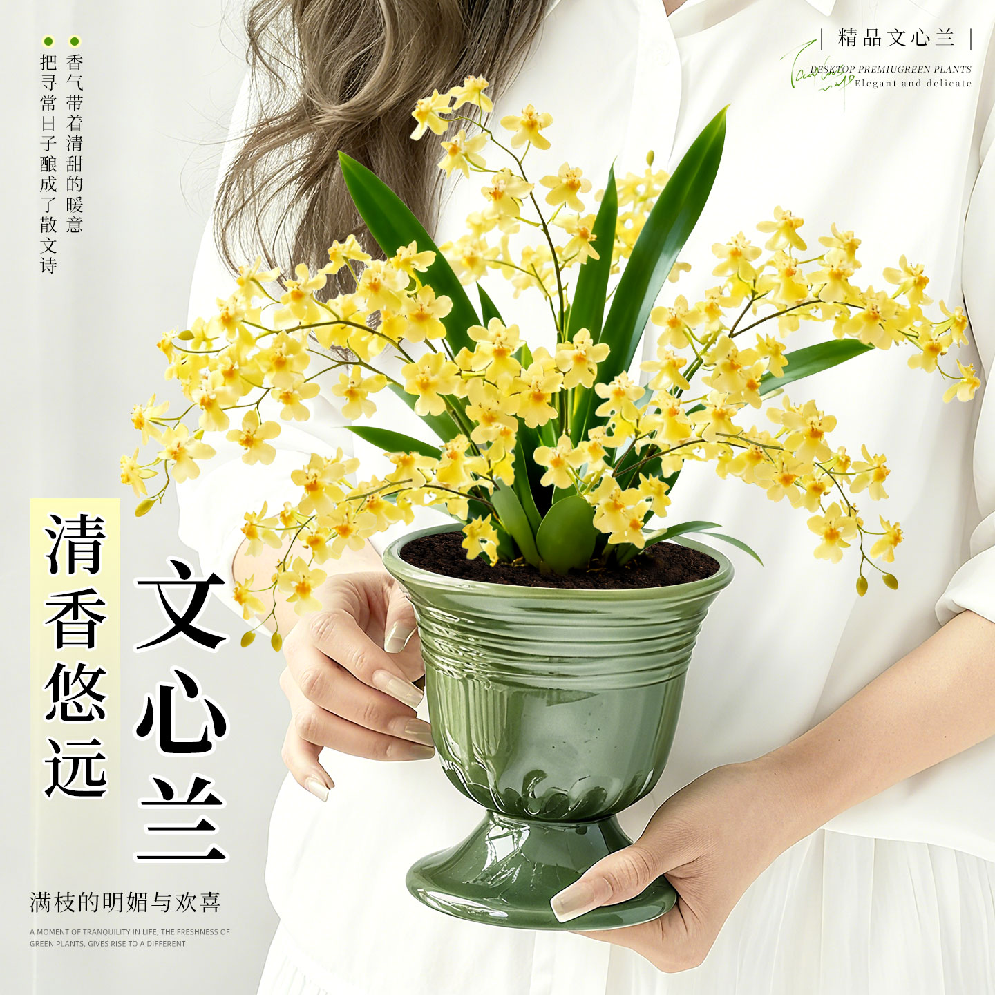 文心兰带花苞盆栽梦香兰浓香水绿植轻奢高级感桌面植物四季好养活,鲜花速递/花卉仿真/绿植园艺,国兰/杂交兰/洋兰类,淘宝优惠券,粉丝福利购,淘宝优惠卷