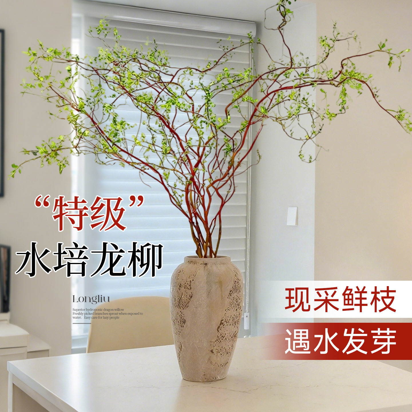 龙柳鲜枝水培植物雪柳干枝带花苞柳条枝客厅绿植花卉室内盆栽好养
