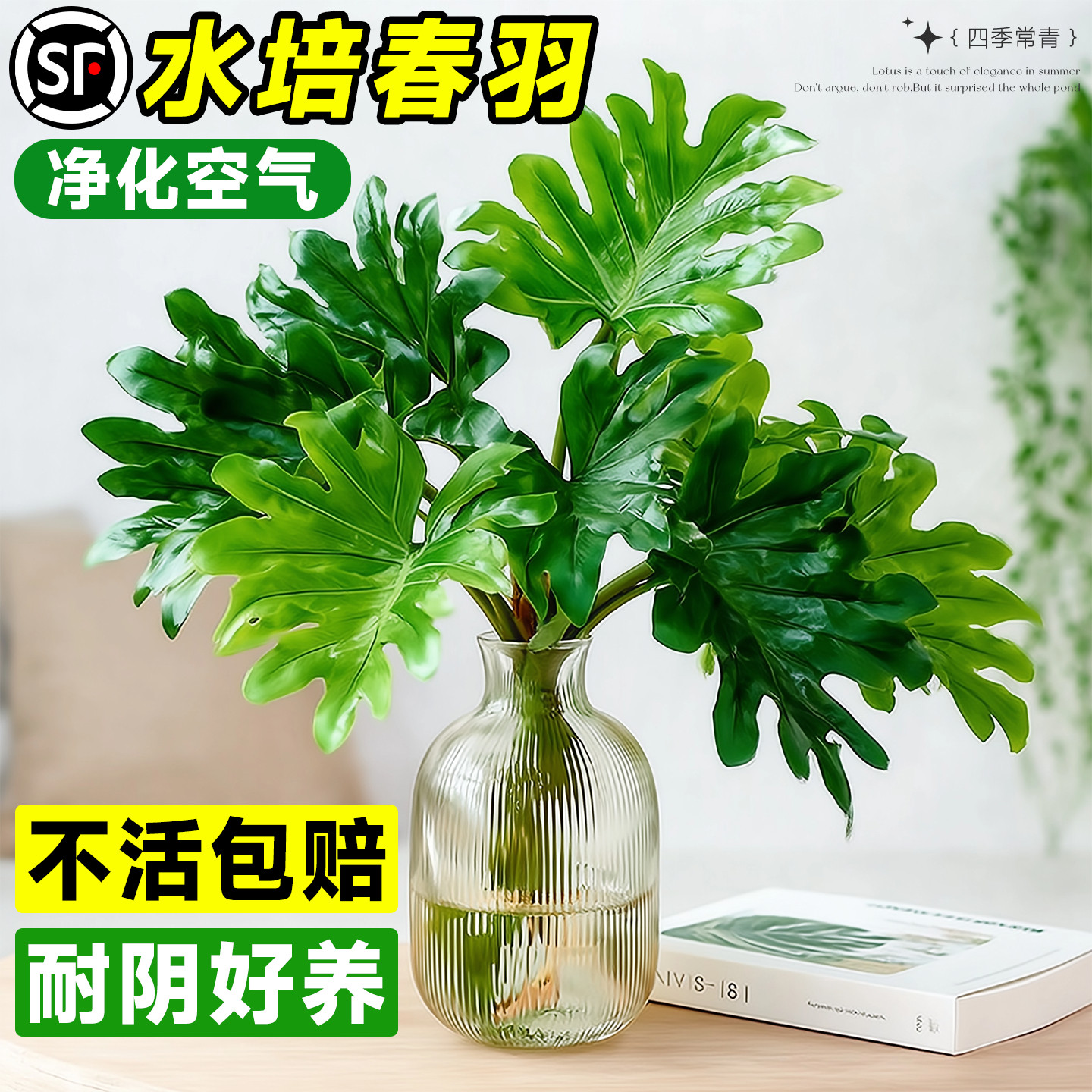 龙鳞春羽桌面水培植物办公室大型绿植四季好养高级感客厅卧室盆栽