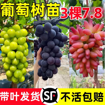 蓝宝石葡萄树苖盆栽地大苗