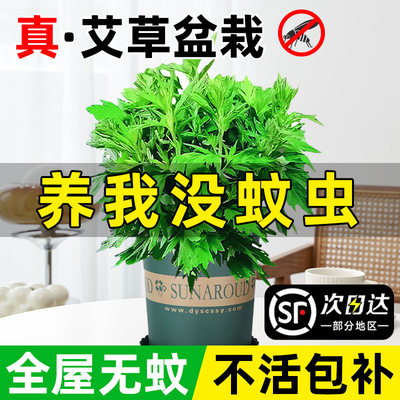 【驱蚊助眠可食用】精品艾草盆栽