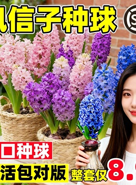 进口风信子种球水养土培冬季水培带芽耐寒易活花卉盆栽植物室内花