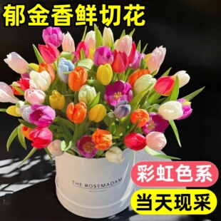 郁金香鲜花鲜切花卉云南基地直发花期超长的鲜花家用插花水培植物