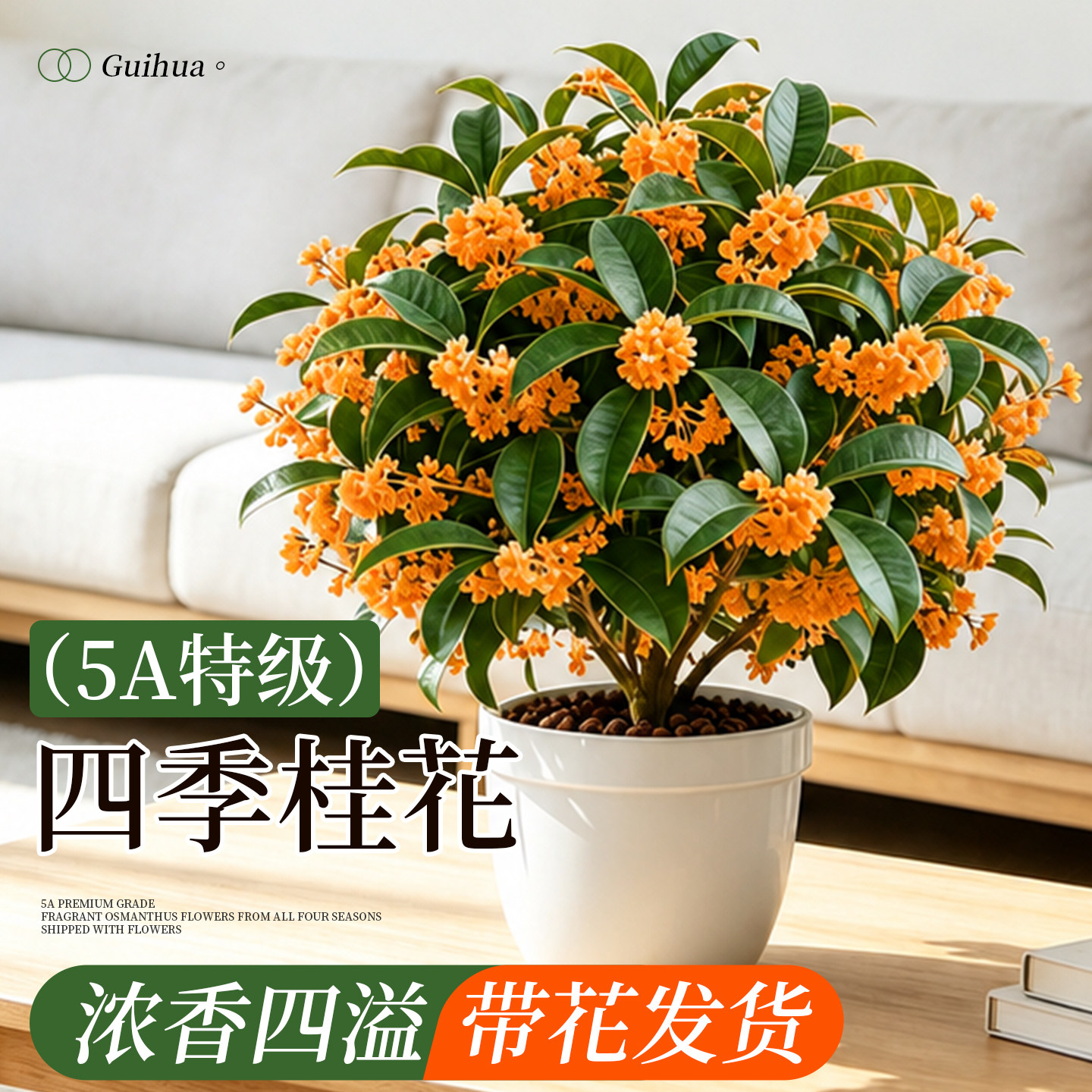 四季金桂盆栽带苞浓香客厅阳台图片