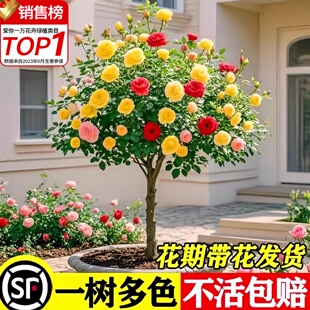 棒棒糖月季四季开花卉植物树桩月季特大花盆栽庭院老桩玫瑰花树苗