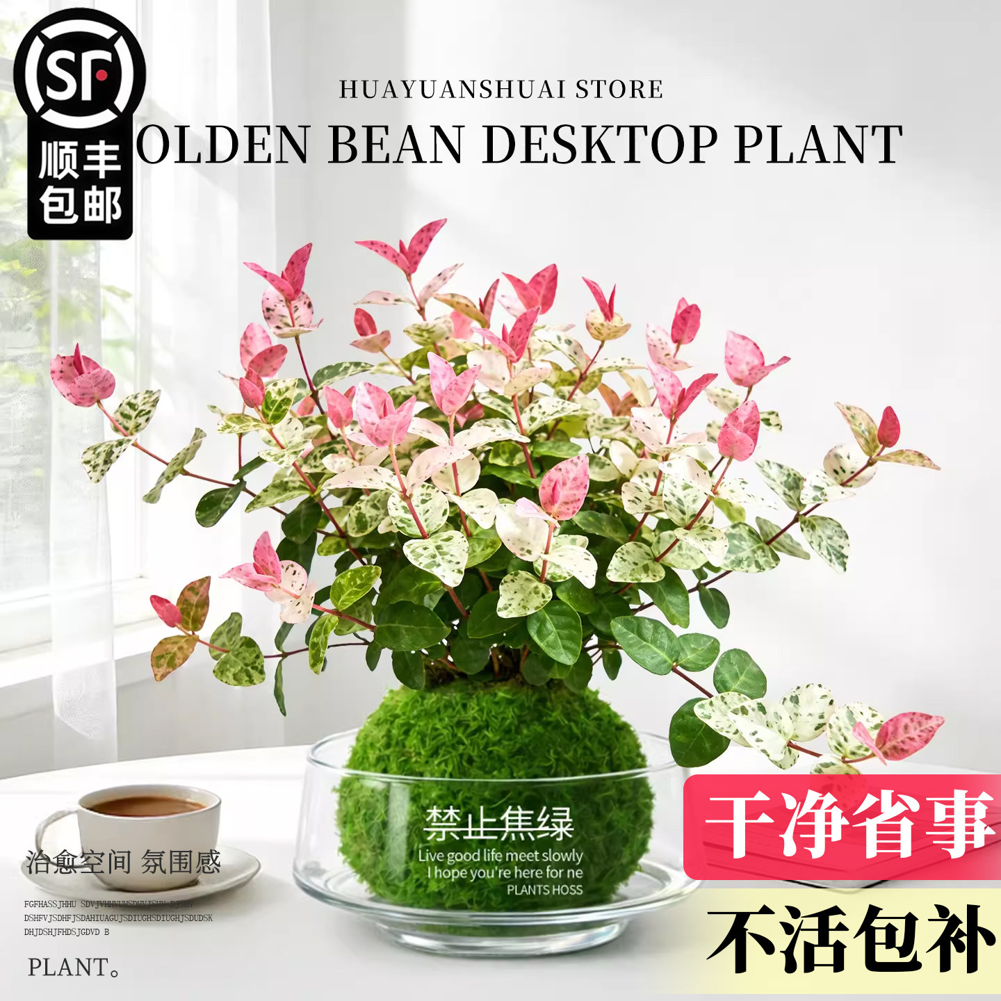 花叶络石水培植物办公室桌面盆栽苔藓球彩色花卉吊兰绿植净化空气