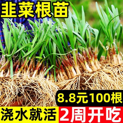 四季韭菜根苗新鲜包成活红根