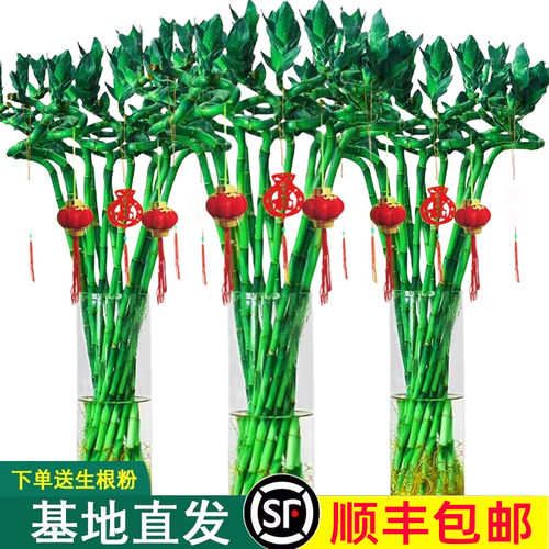 【好评10万+】水培植物富贵竹转