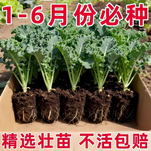 羽衣甘蓝苗新鲜盆栽大苗蔬菜种子春天种的有机蔬菜紫甘蓝新鲜蔬菜