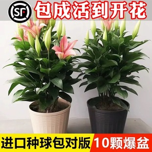 重瓣香水百合花种球郁金香庭院地栽花卉植物室内外花苗盆栽花种子