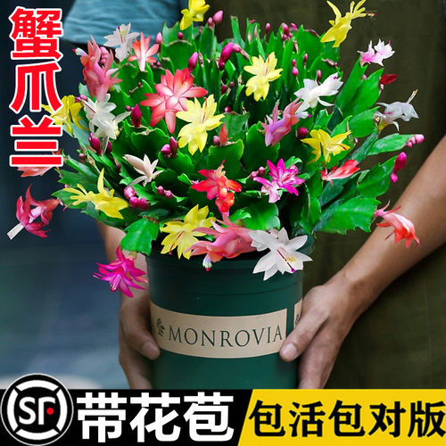 蟹爪兰盆栽带花苞发货四季开花
