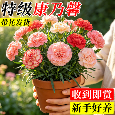 康乃馨盆栽带花苞四季卉室