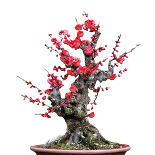 原生红梅花盆栽树苗老桩盆景阳台庭院绿植物浓香花卉耐寒四季腊梅