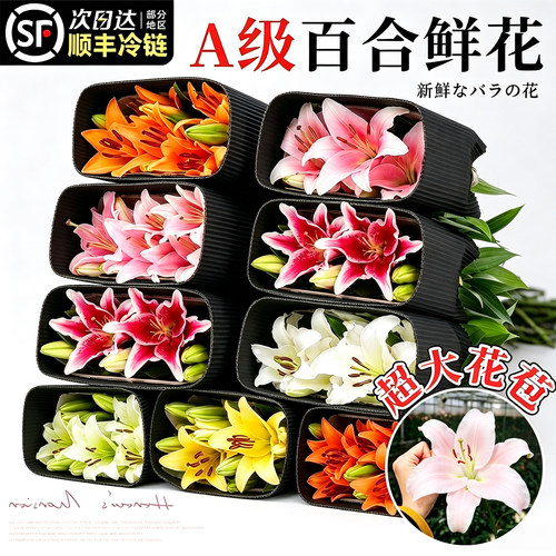 【全网热销10W+】香水百合鲜切花