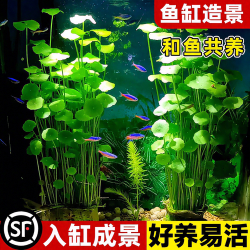 【鱼缸专用】净化水质水培铜钱草
