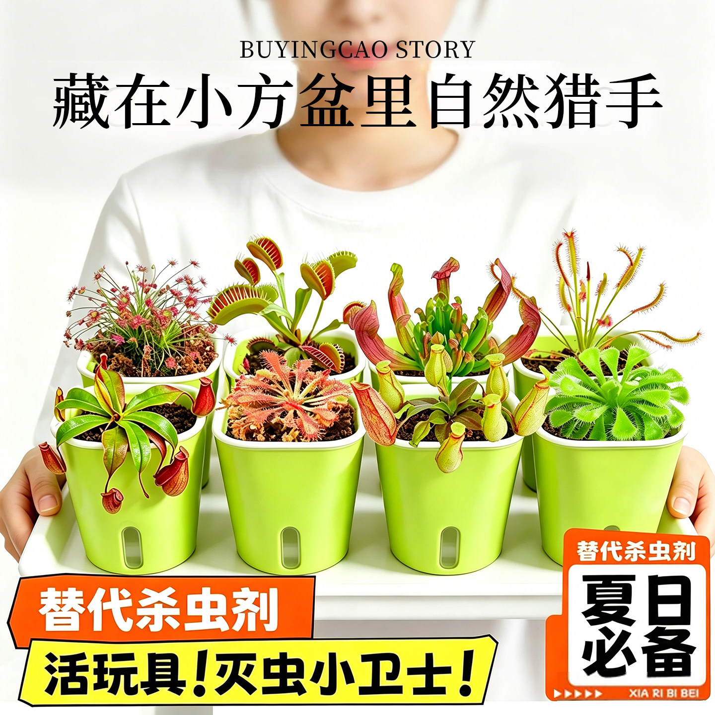 捕蝇草盆栽食虫植物猪笼草驱蚊绿植夏季趣味吃蚊子小盆栽四大名捕