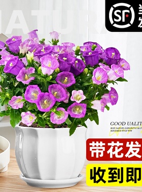 大花风铃草酒杯风铃花盆栽带花苞阳台鲜花庭院绿植紫色风铃花苗