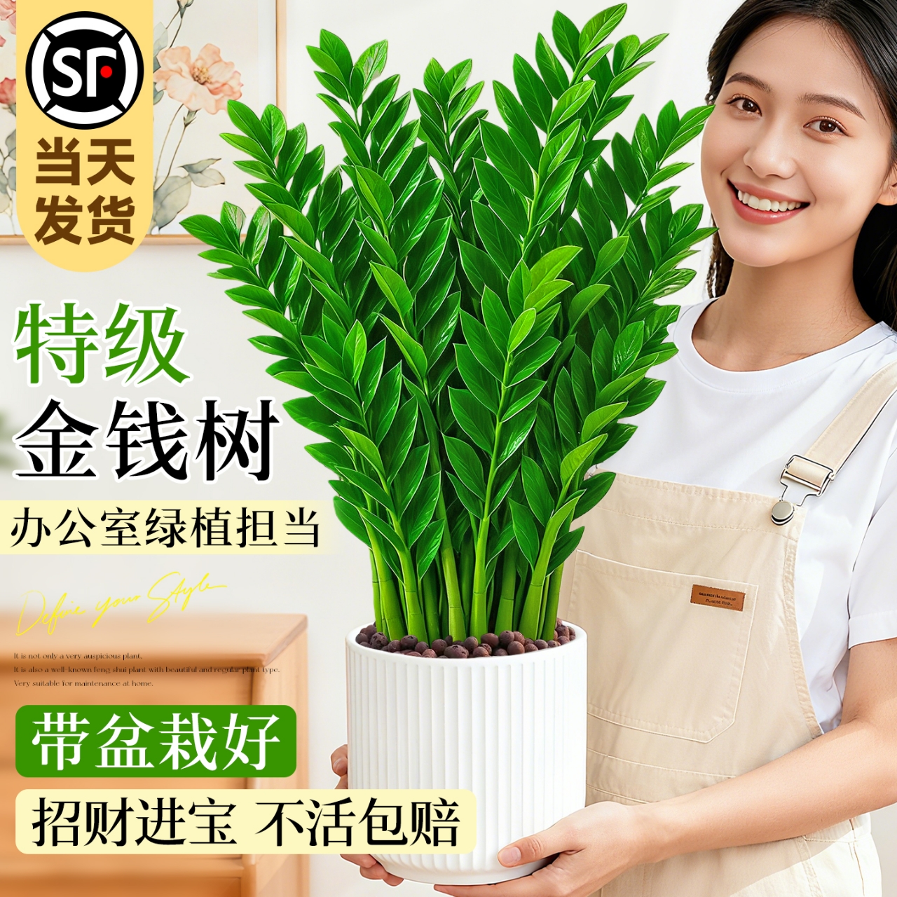 特级金钱树绿植盆栽办公室内桌面