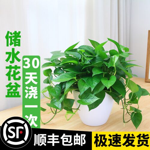 室内吊兰绿植物水培绿箩绿萝盆栽