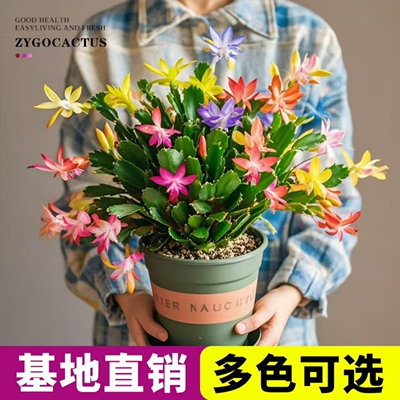 蟹爪兰盆栽带花苞四季种植物开花