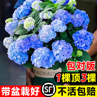 绣球花苗无尽夏四季绣球花盆栽开花庭院好养的花卉植物室内花