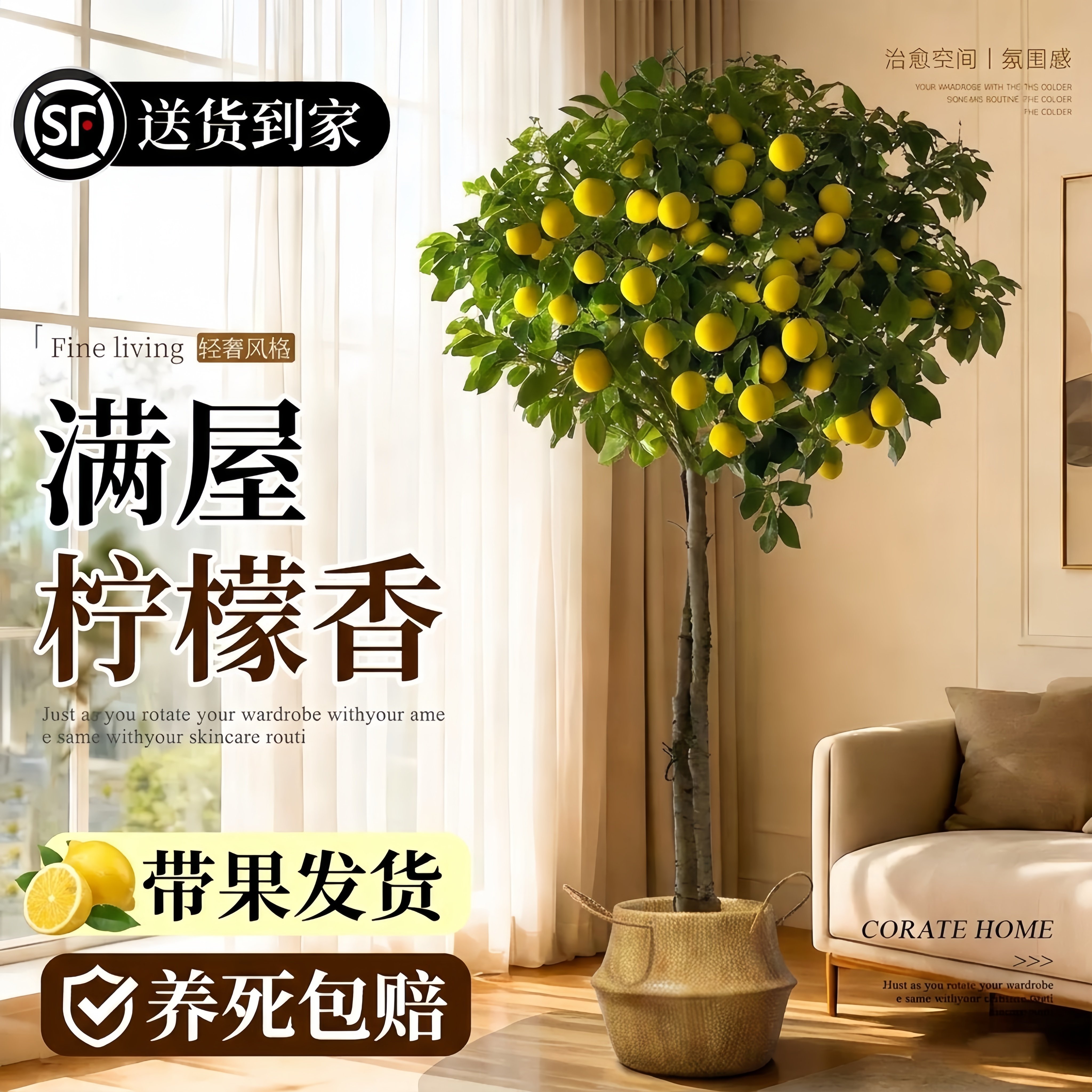 香柠檬树盆栽带果室内高级感轻奢大型植物旺宅树落地真花四季好养
