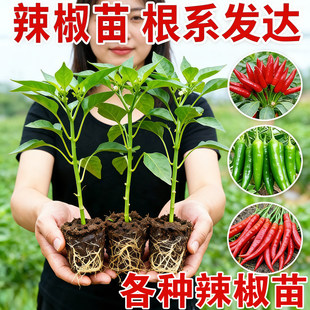 小米辣椒苗秧苗朝天椒四季盆栽螺丝薄皮青椒种籽树苗春蔬菜苗大全