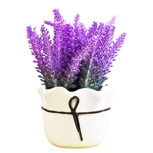 薰衣草花籽盆栽四季开花种子好养活花卉植物阳台庭院驱蚊草种孑苗