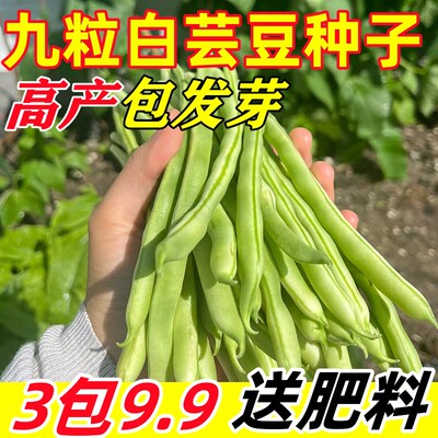 【早熟高产】四季九粒白芸豆种子