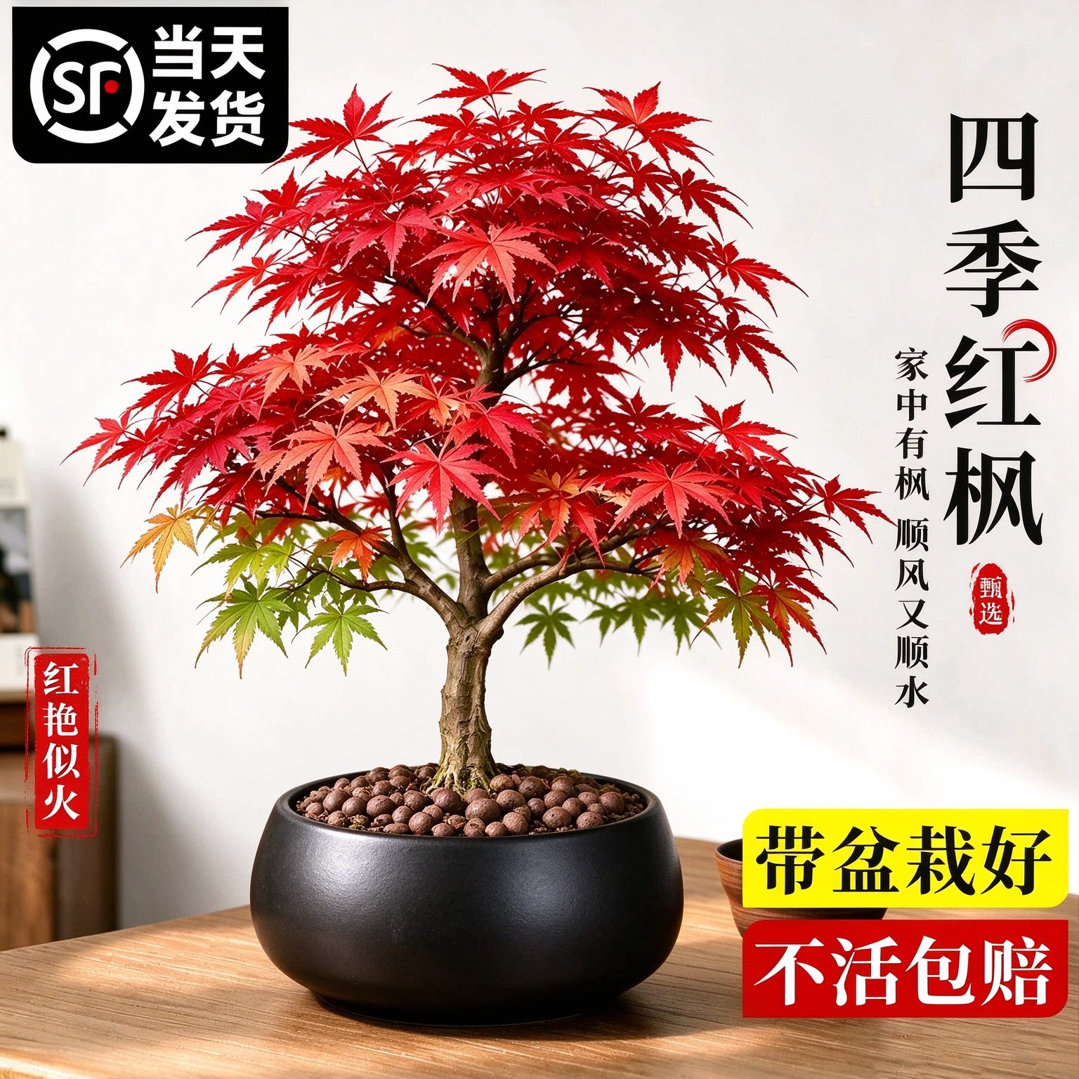 【当天发货】红枫树苗盆栽老桩