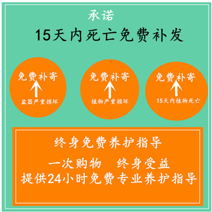 发财树绿植栀子花卉桌面小盆栽芦荟多肉植物水培绿萝办公室内好养