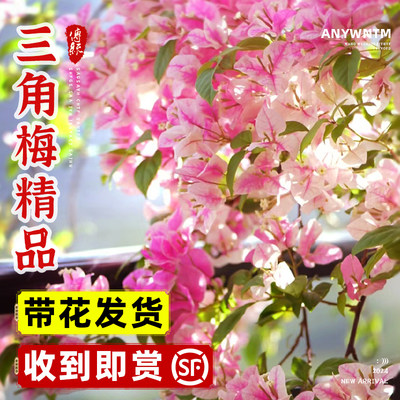 【带花发货16.8】三角梅树苗盆栽