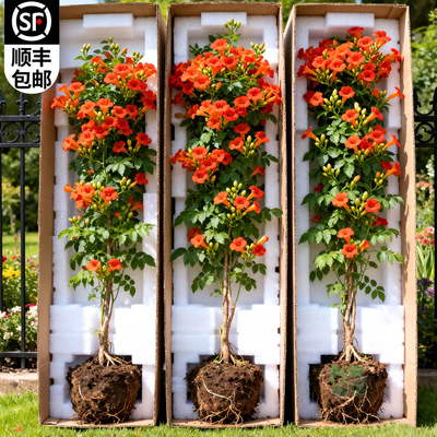 【全网热销10W+】耐寒凌霄花爬藤