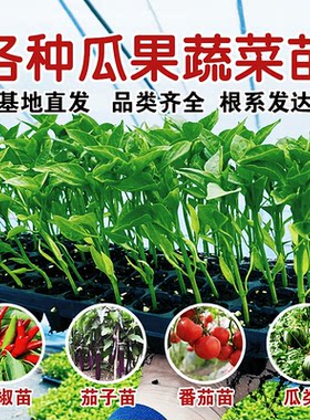 蔬菜苗辣椒苗包成活高产丰收