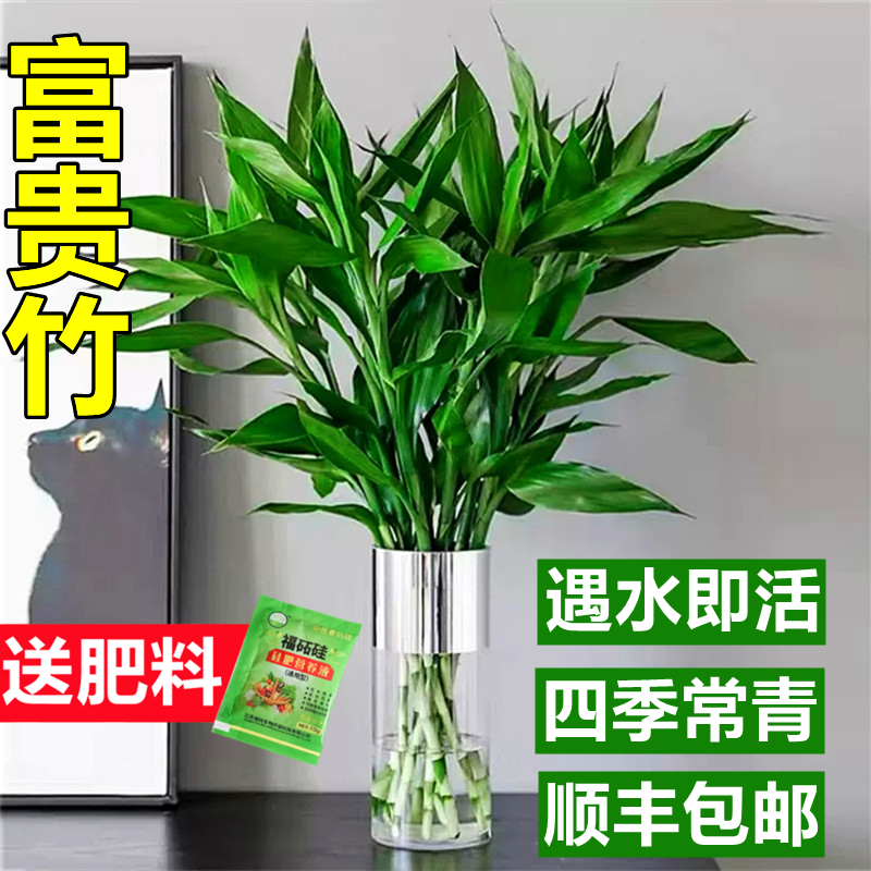 富贵竹水培植物客厅招财转运竹水养绿植物带根年宵花卉室内观音竹 鲜花速递/花卉仿真/绿植园艺 鲜花速递(同城) 原图主图