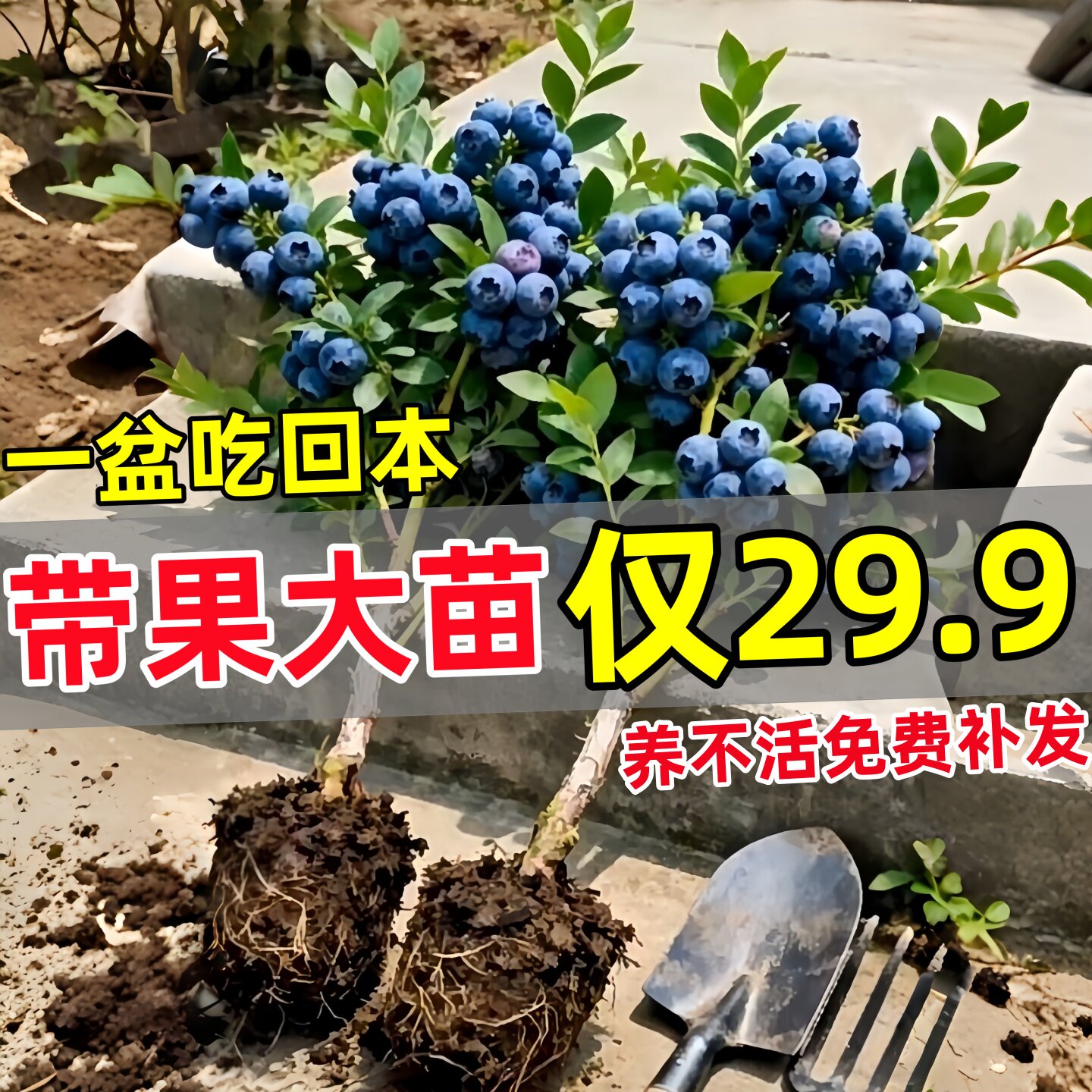 蓝莓树果苗盆栽树苗特大号带果阳台庭院室内绿植树节四季结果植物