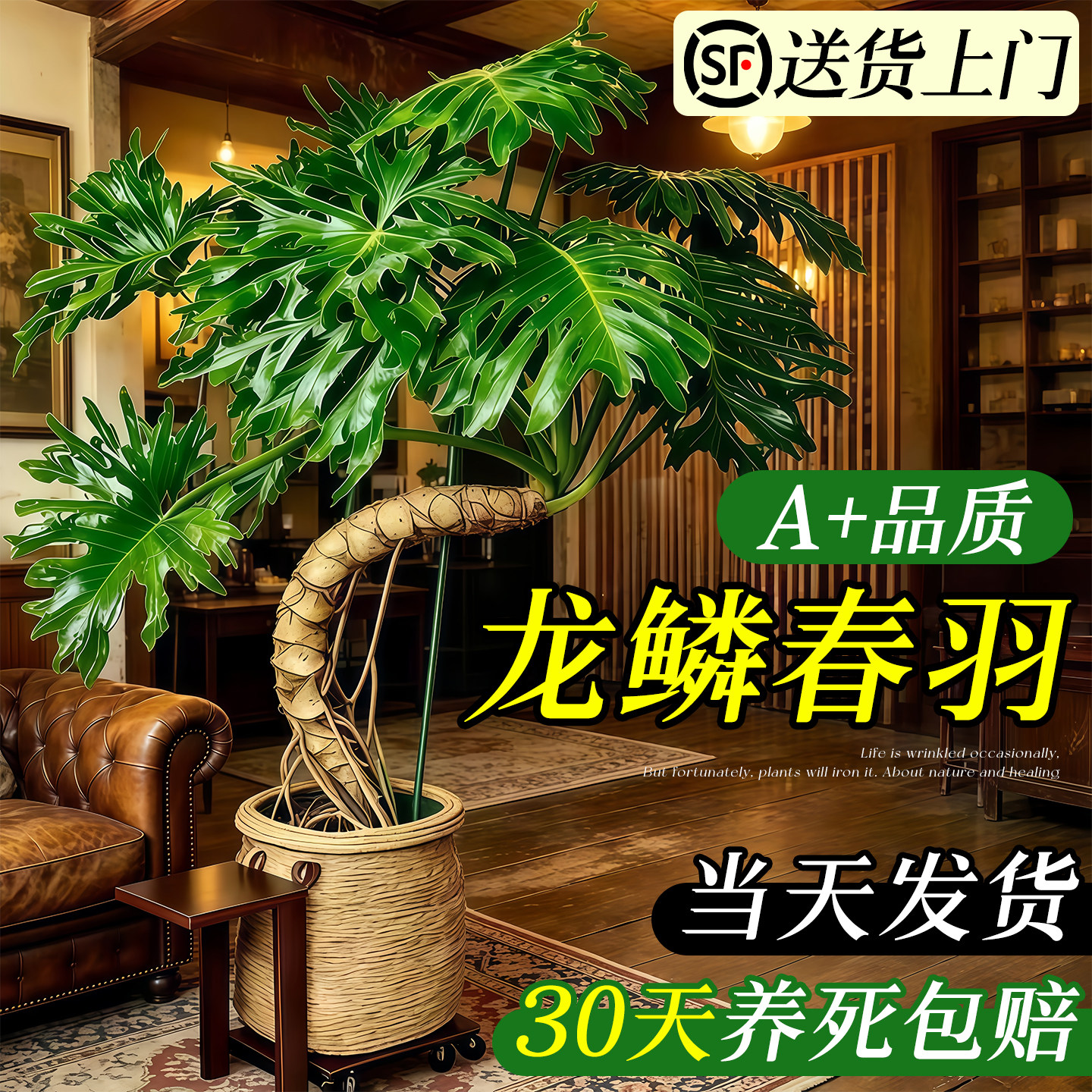 龙鳞春羽盆栽客厅绿植高级感室内大型植物落地大号老桩大气上档次