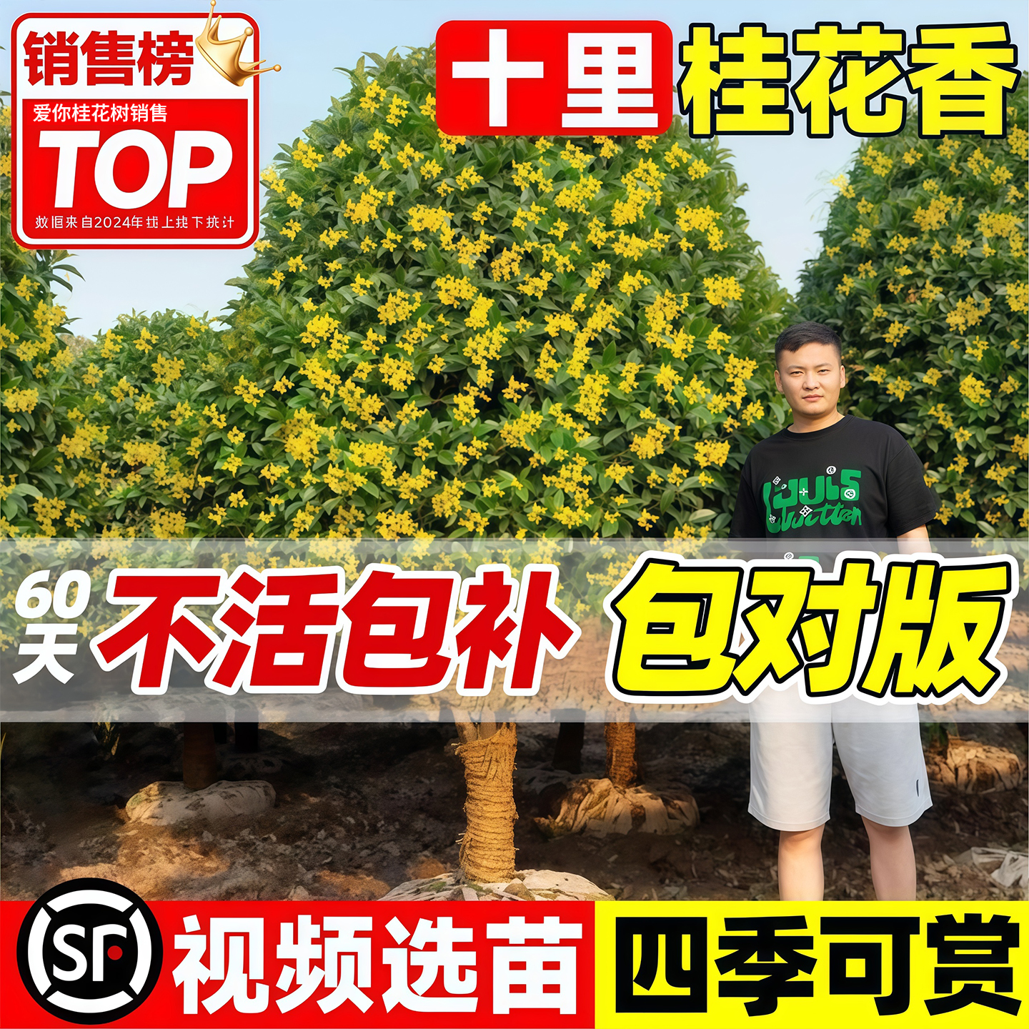 桂花树苗八月桂金桂庭院别墅地栽特大四季桂绿化盆栽四季花卉植物