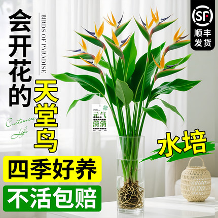 天堂鸟水培植物绿植室内盆栽客厅办公室桌面盆景鹤望兰四季好养活