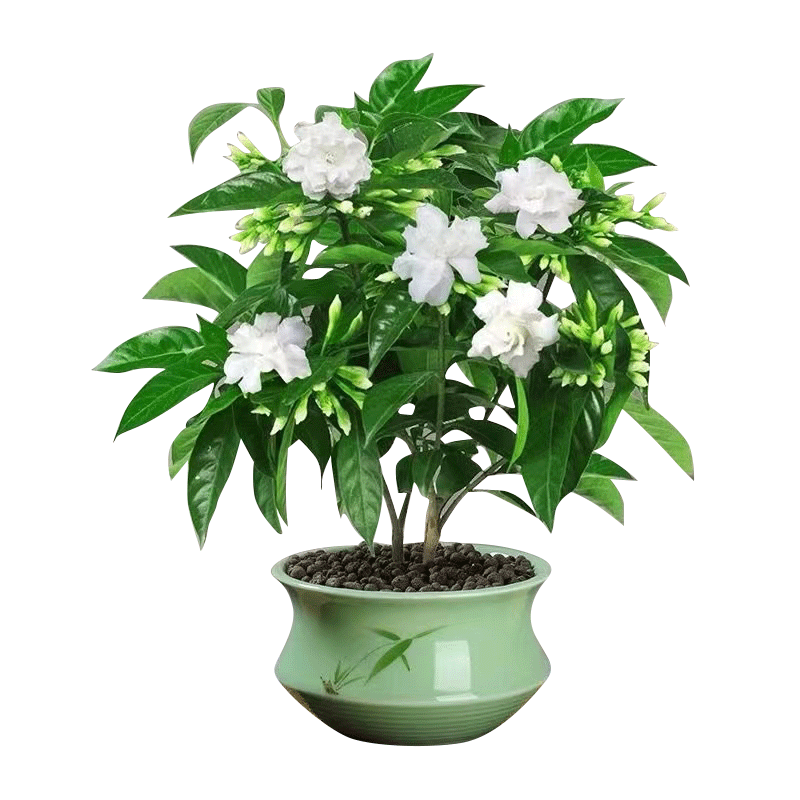 丁香花树苗卉盆栽室内易活四
