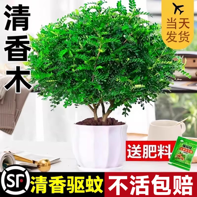 全网热销10W+正宗清香木盆栽