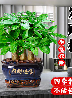 发财树盆栽客厅大招财旺宅室内真树玄关盆景桌面摆件绿植乔迁之喜
