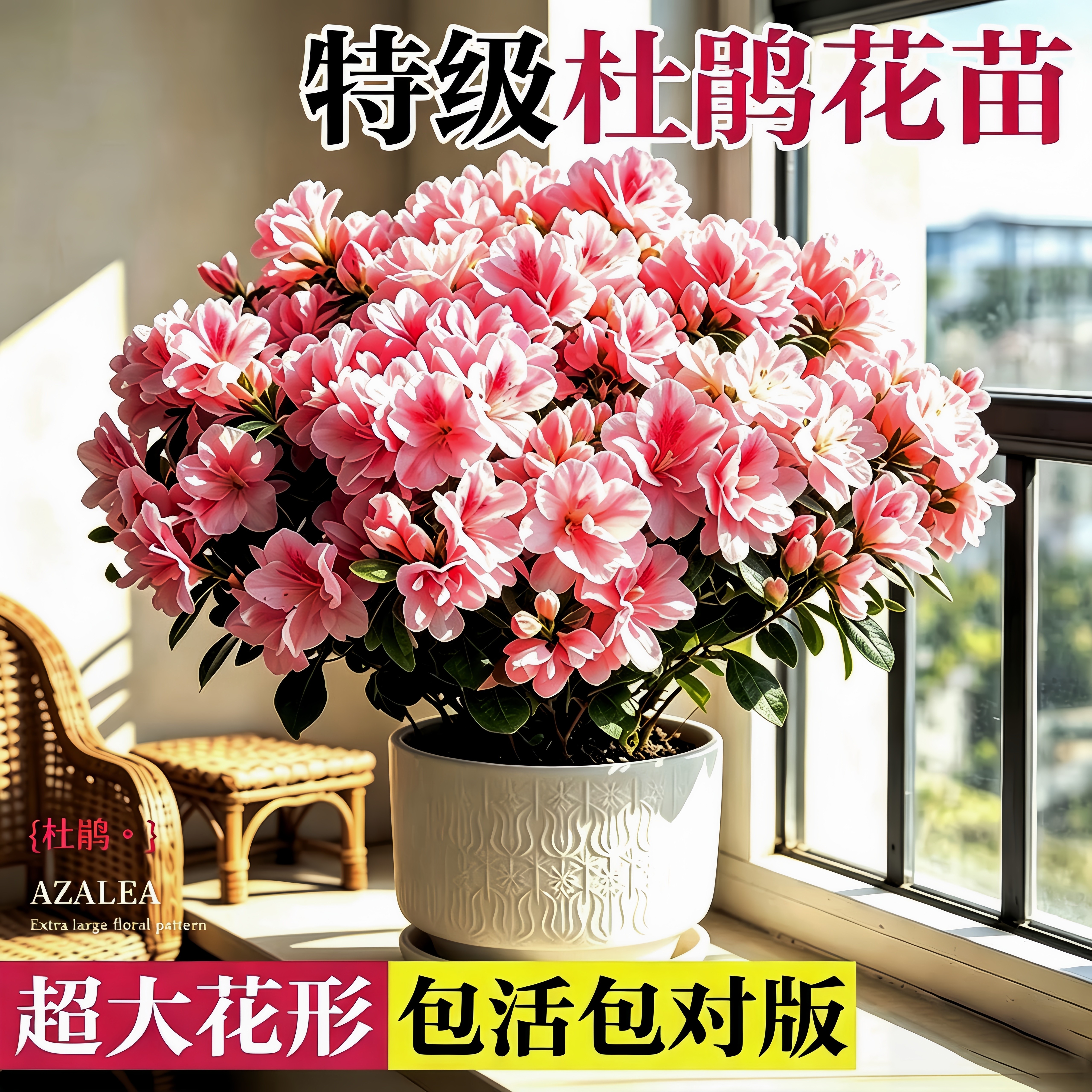 【全网热销】杜鹃花盆栽花卉植物图片