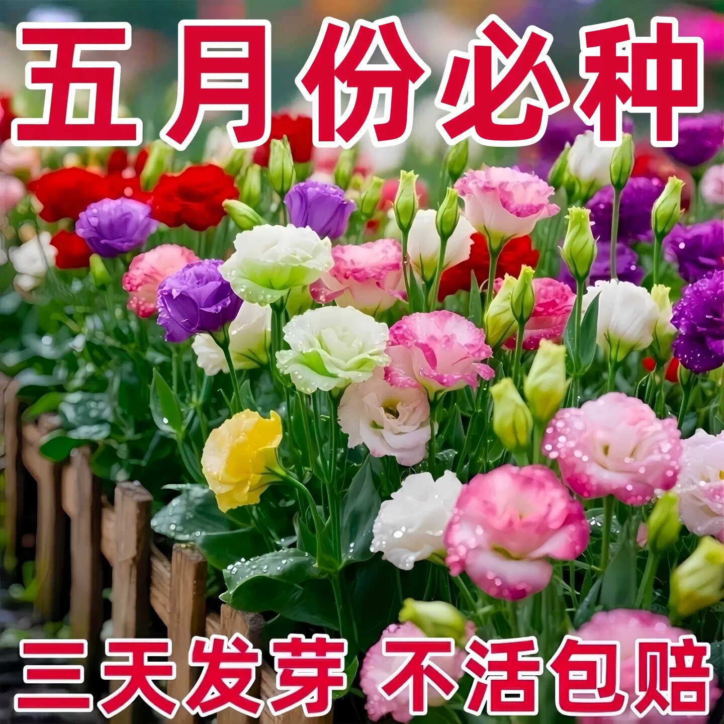 洋桔梗花种子花苗四季种易活室内室外开花种孑盆栽花卉花种籽花籽